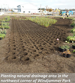 Planting natural drainage area in the northwest corder of Windjammer Park